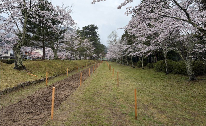桜が咲く鷲原八幡宮の流鏑馬の馬場